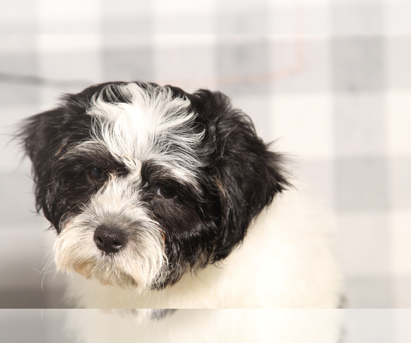 Medium Photo #3 Zuchon Puppy For Sale in MARIETTA, GA, USA