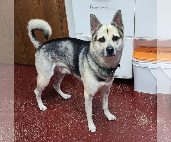 Medium Photo #16 Siberian Husky-Unknown Mix Puppy For Sale in Fargo, ND, USA