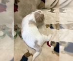Small Photo #2 Cavachon Puppy For Sale in SILEX, MO, USA