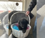 Small #1 German Shepherd Dog