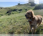 Small Photo #1 Goldendoodle Puppy For Sale in BOULDER CREEK, CA, USA