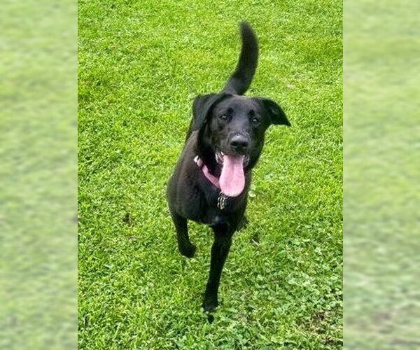 Medium Photo #1 Labbe Puppy For Sale in Minneapolis, MN, USA