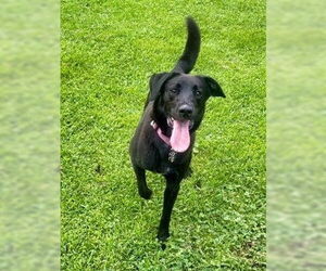 Labbe Dogs for adoption in Minneapolis, MN, USA