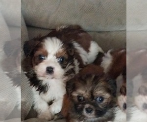 ShihPoo Puppy for sale in SPOTSYLVANIA, VA, USA