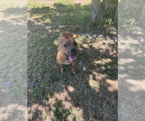 Medium Photo #1 Mutt Puppy For Sale in Osgood, IN, USA