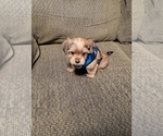Small Photo #3 Morkie Puppy For Sale in LOS LUNAS, NM, USA