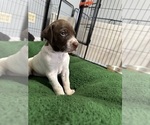 Puppy Puppy 7 German Shorthaired Pointer
