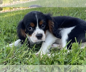 Cavalier King Charles Spaniel Puppy for sale in CANOGA, NY, USA