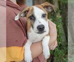 Small #3 Boxer-German Shepherd Dog Mix