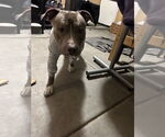 Small #2 Bullypit