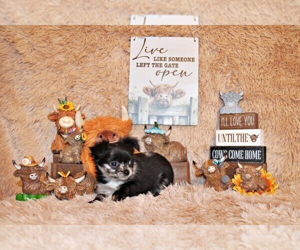 Medium Photo #20 Chihuahua Puppy For Sale in CHARLESTON, AR, USA