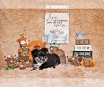 Small Photo #20 Chihuahua Puppy For Sale in CHARLESTON, AR, USA