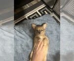 Small #4 Chihuahua
