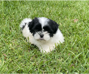Shih Tzu Puppy for sale in CAMP LEJEUNE, NC, USA