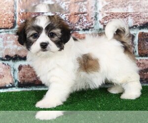 Zuchon Puppy for sale in BEL AIR, MD, USA