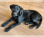 Small Labrador Retriever Mix