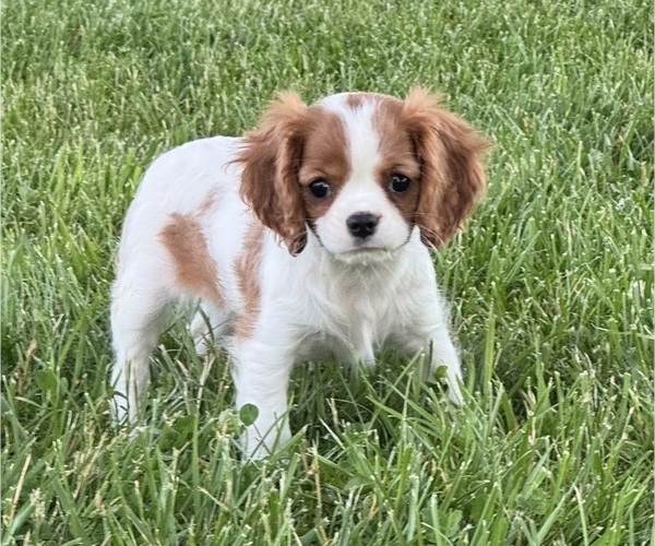 Medium Photo #1 Cavalier King Charles Spaniel Puppy For Sale in CANOGA, NY, USA