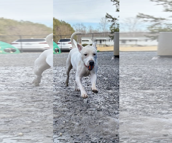 Medium Photo #5 Mutt Puppy For Sale in Forest, VA, USA