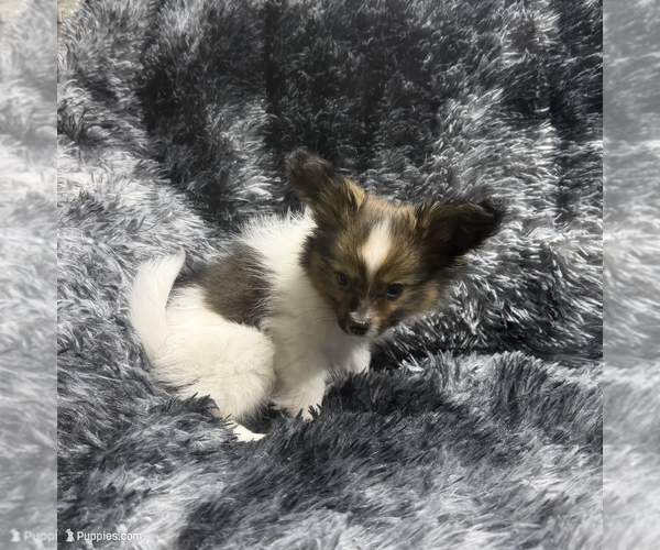 Medium Photo #2 Papillon Puppy For Sale in BELTON, MO, USA