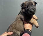 Small Photo #3 Dutch Shepherd Dog Puppy For Sale in GLENVIEW, IL, USA