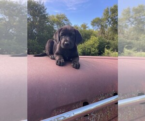 Labrador Retriever Puppy for sale in BALATON, MN, USA