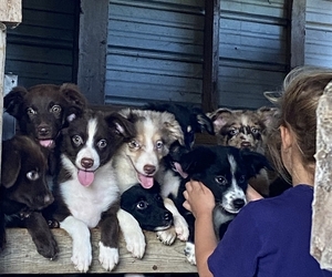 Australian Shepherd Puppy for Sale in GARLAND, North Carolina USA