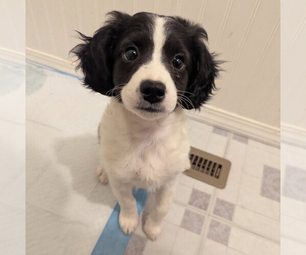 Medium Photo #3 Jack Russell Terrier-Unknown Mix Puppy For Sale in Vail, AZ, USA