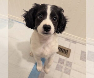 Bently - Male Jack Russell Terrier-Unknown Mix Dog for Adoption - Photo #3