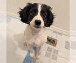 Small Photo #3 Jack Russell Terrier-Unknown Mix Puppy For Sale in Vail, AZ, USA
