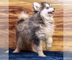Small Pomsky