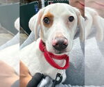 Small #13 Labrador Retriever Mix