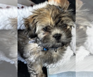 Shih Tzu Puppy for sale in ALBUQUERQUE, NM, USA