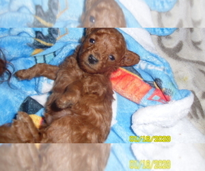 Poodle (Toy) Puppy for sale in DULUTH, GA, USA