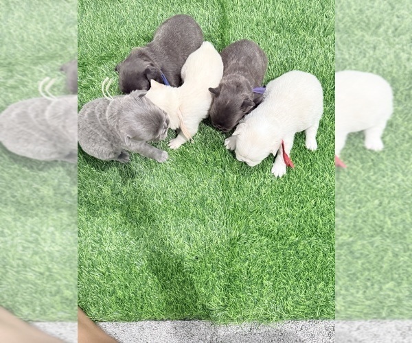 Medium Photo #20 French Bulldog Puppy For Sale in PORTSMOUTH, VA, USA