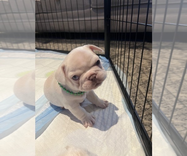 Medium Photo #5 French Bulldog Puppy For Sale in HESPERIA, CA, USA