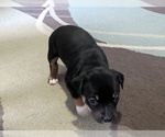 Small #4 American Bully-Border Collie Mix