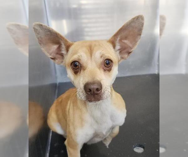 Medium Photo #1 Chihuahua-Unknown Mix Puppy For Sale in San Antonio, TX, USA