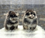 Image preview for Ad Listing. Nickname: POMERANIAN BROS