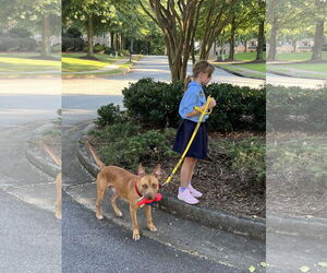 Dodger Lizman - Male Carolina Dog-Pharaoh Hound Mix Dog for Adoption - Photo #2