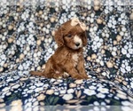 Small #4 Cockapoo (Miniature)