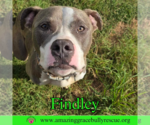Small #2 American Bulldog Mix