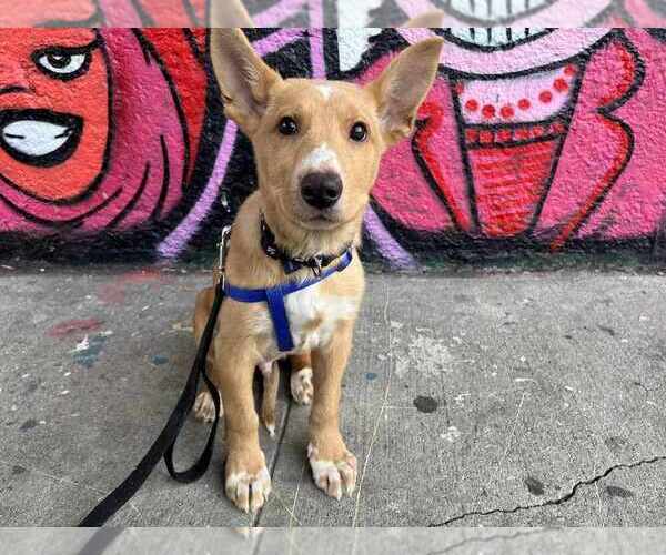 Medium Photo #7 Mutt Puppy For Sale in New York, NY, USA