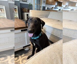 Border Collie-Unknown Mix Dogs for adoption in Virginia Beach, VA, USA