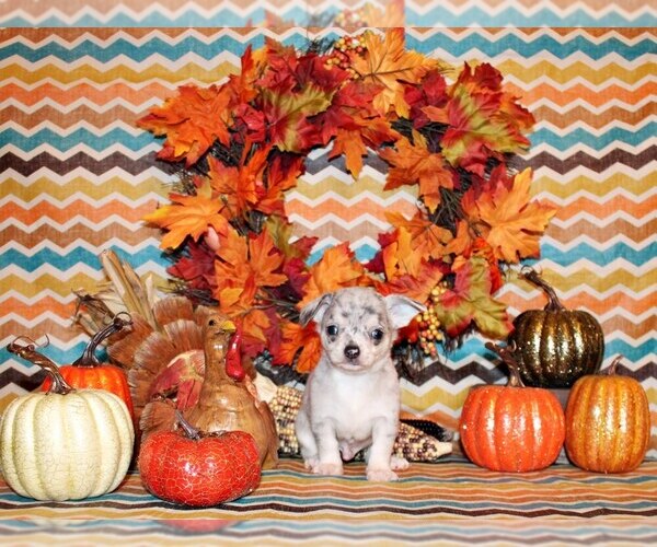 Medium Photo #2 Chihuahua Puppy For Sale in CHARLESTON, AR, USA