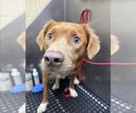 Small Border Collie-Golden Retriever Mix