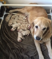 Mother of the Golden Retriever puppies born on 11/05/2018