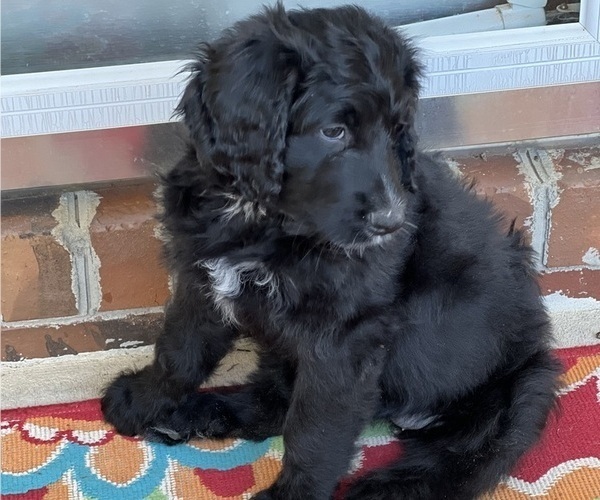 Medium Photo #1 Bernedoodle Puppy For Sale in ADVANCE, NC, USA