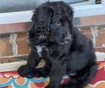 Small Photo #1 Bernedoodle Puppy For Sale in ADVANCE, NC, USA