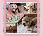 Small Photo #2 Poodle (Miniature) Puppy For Sale in Caldwell, NJ, USA