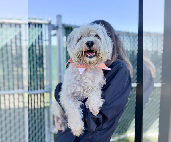 Medium Photo #2 Mutt Puppy For Sale in McKinney, TX, USA